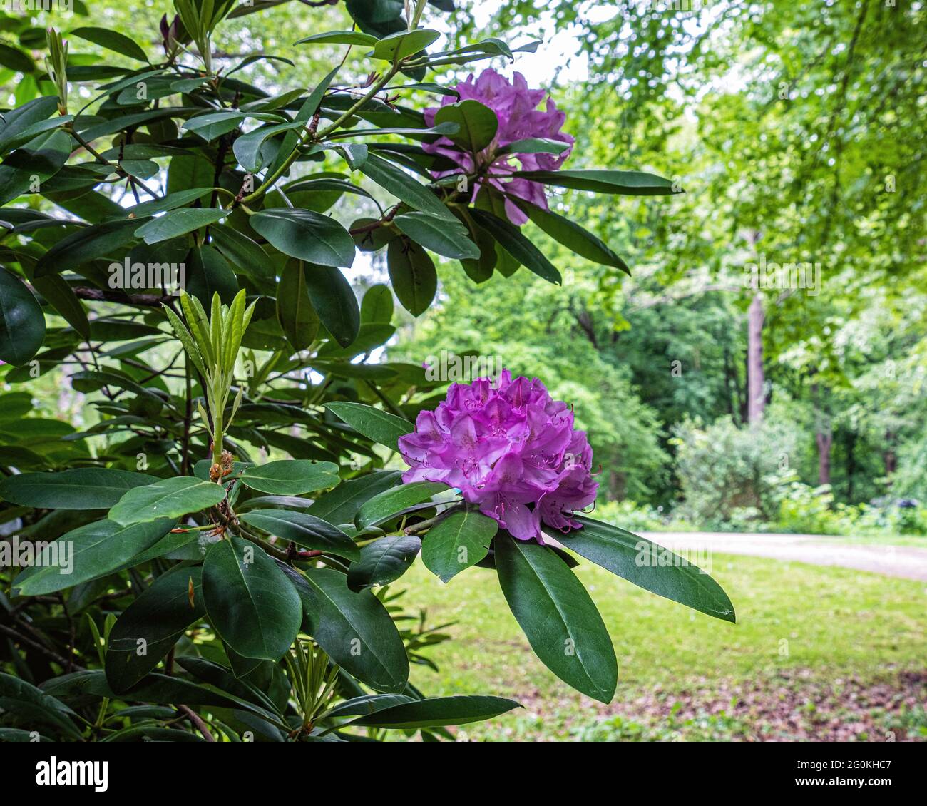 Berlin, Mitte, Tiergarten Public park in Late Spring. Lush foliage and Rhododendron Grove Stock Photo
