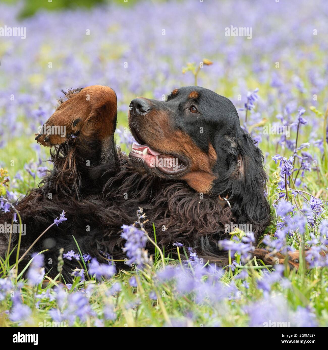 Gordon setter side view hi-res stock photography and images - Alamy