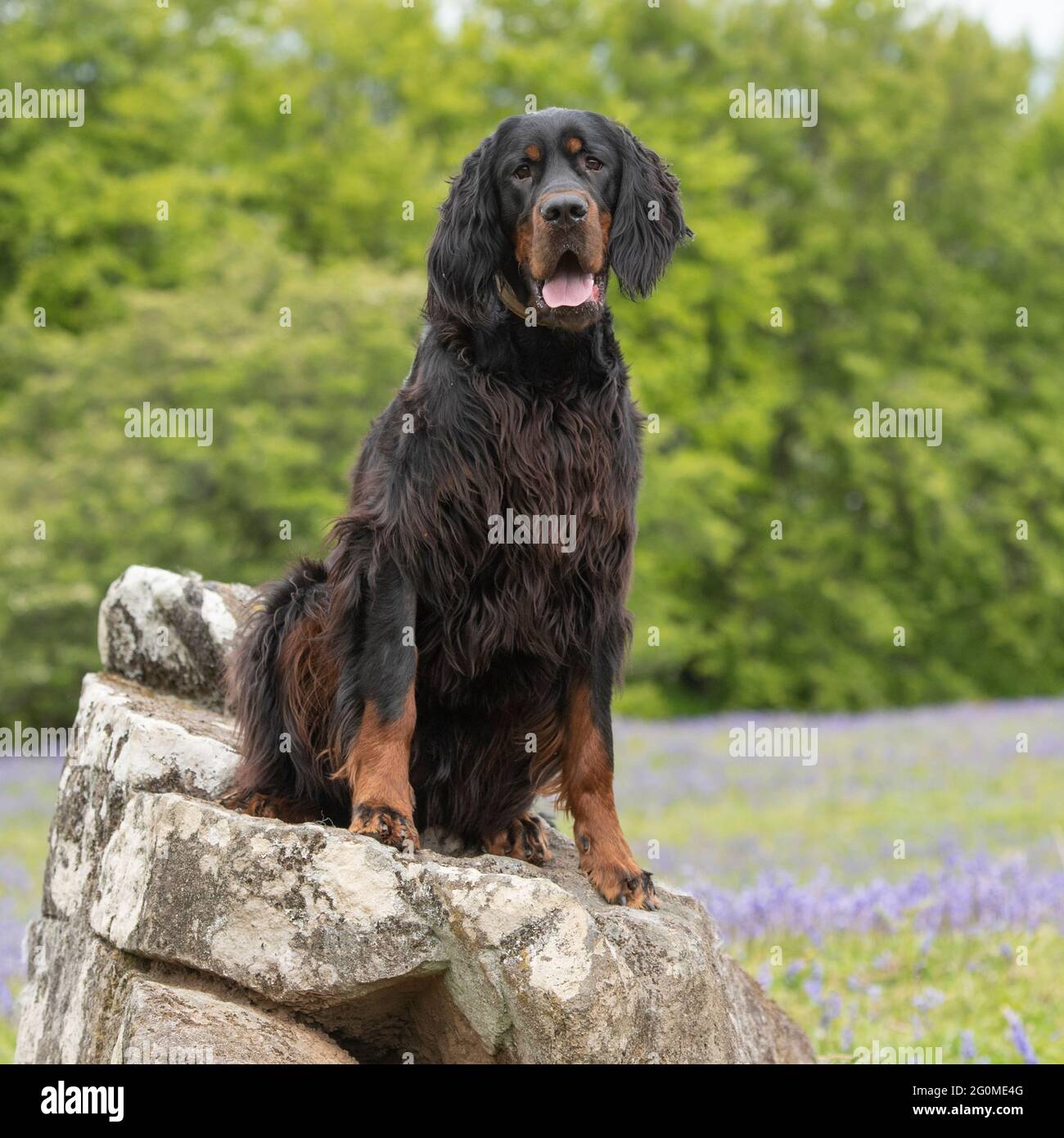 Gordon setter hi-res stock photography and images - Alamy
