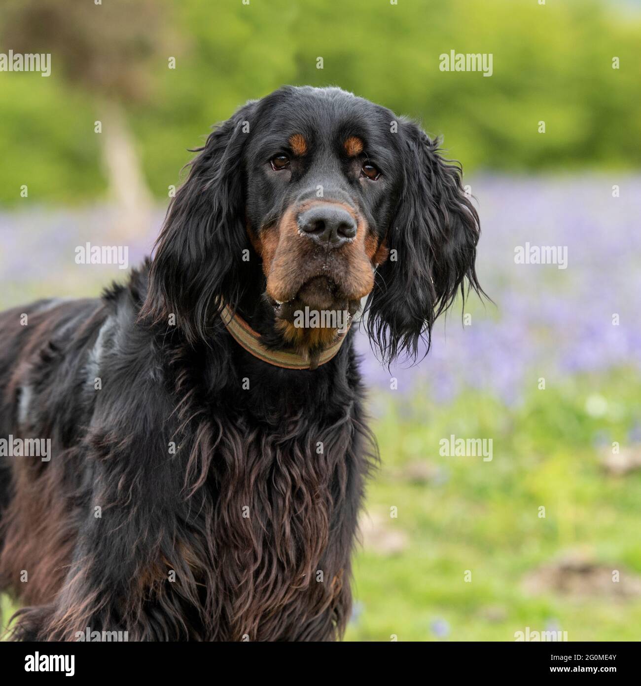 Gordon setter hi-res stock photography and images - Alamy