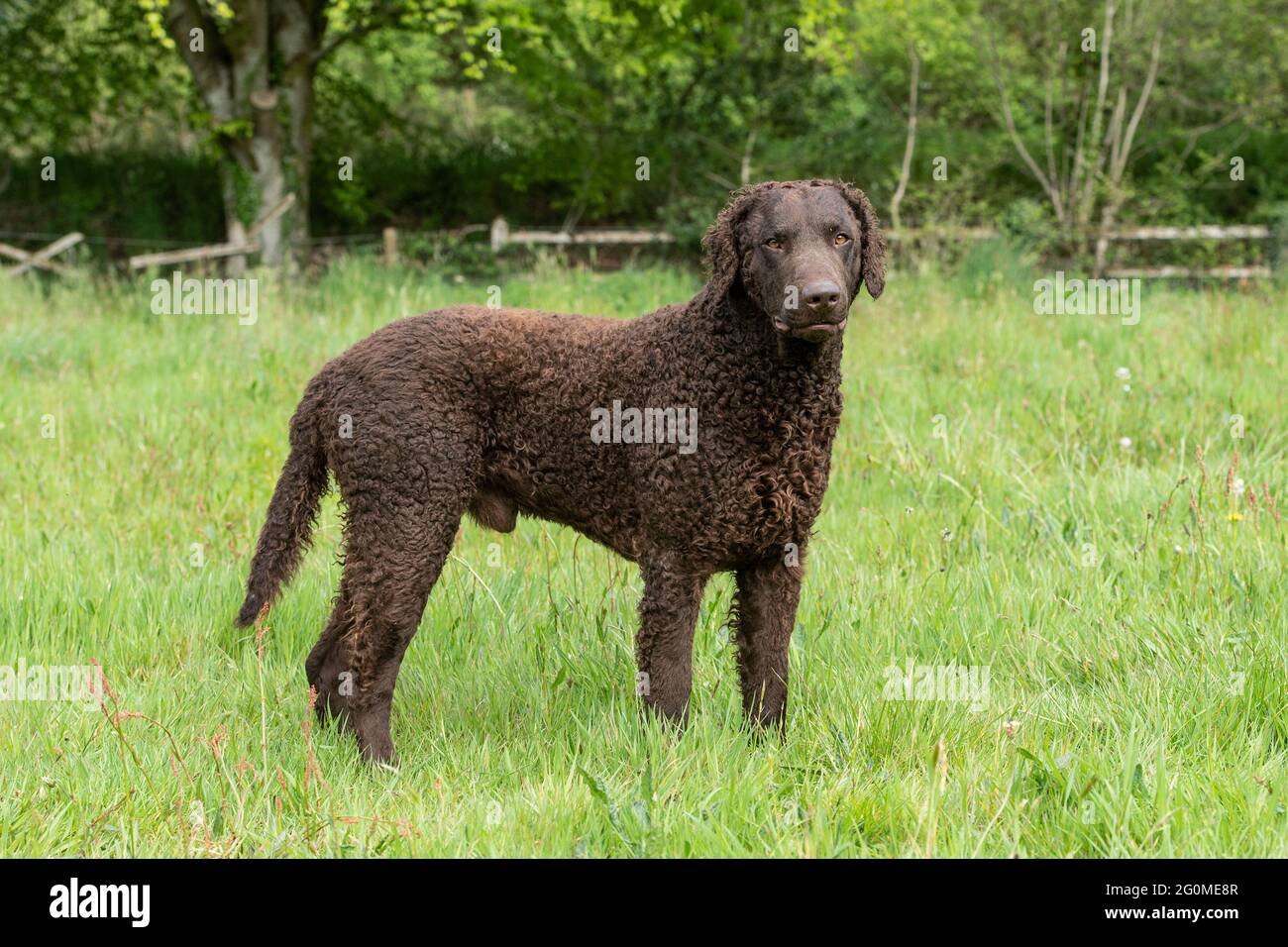 curly coated retriever dog Stock Photo Alamy