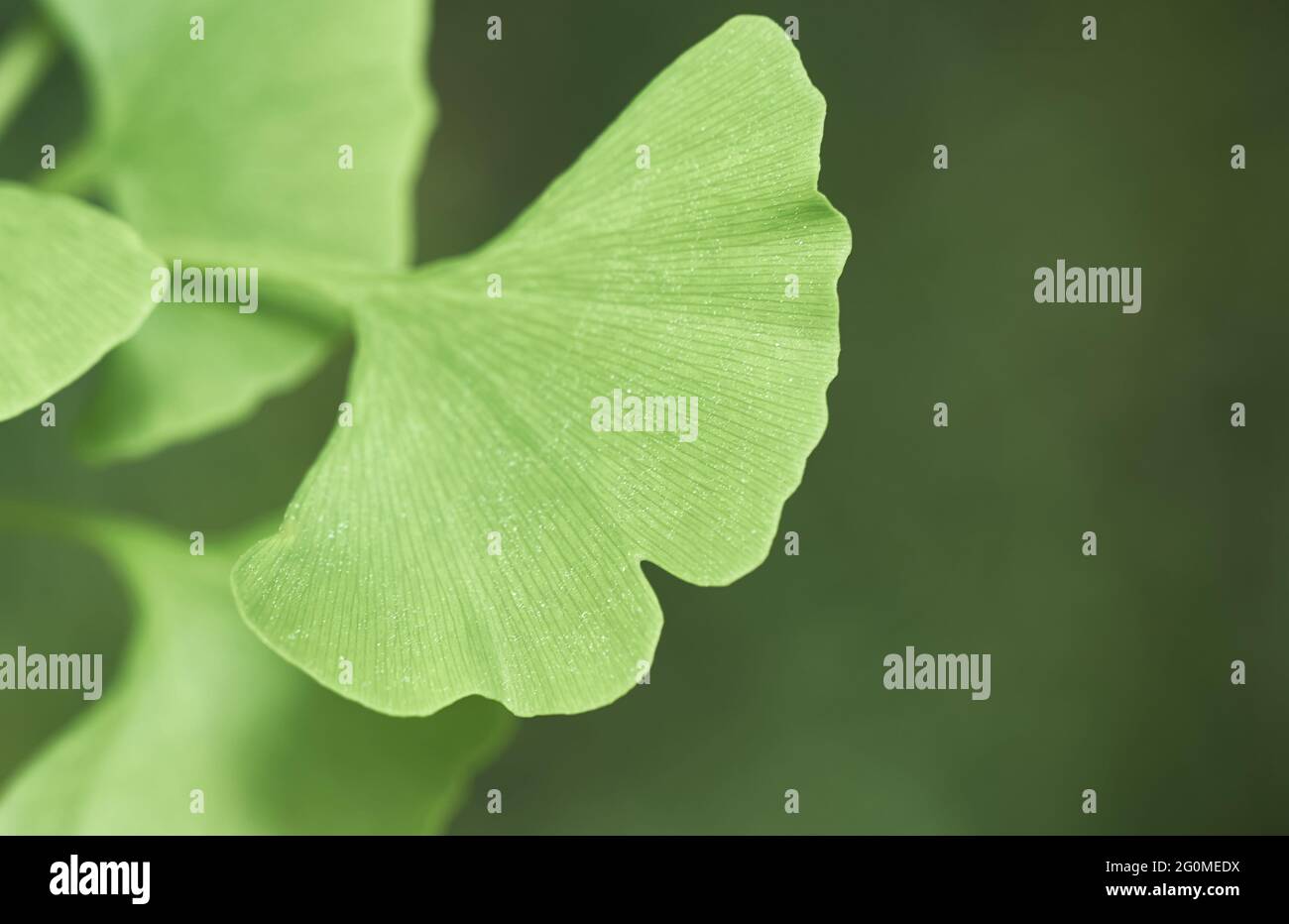 Leaf of young ginkgo tree, ginkgo biloba, cropped in front of blurred green background, monochrome Stock Photo