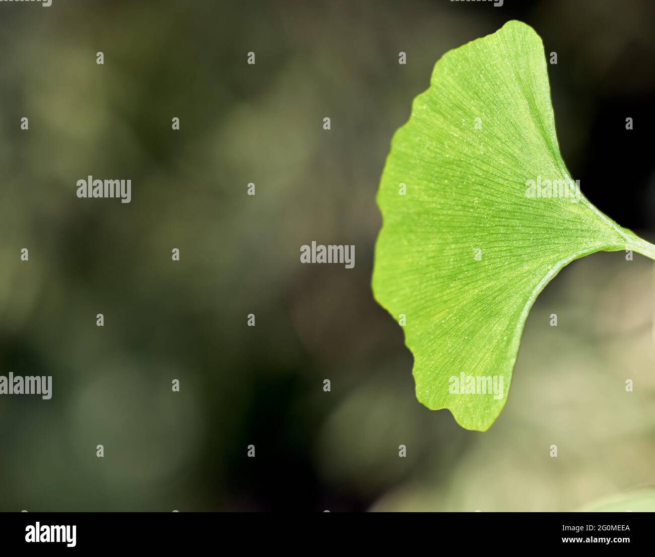 Leaf of young ginkgo tree, ginkgo biloba, cropped against blurred background Stock Photo