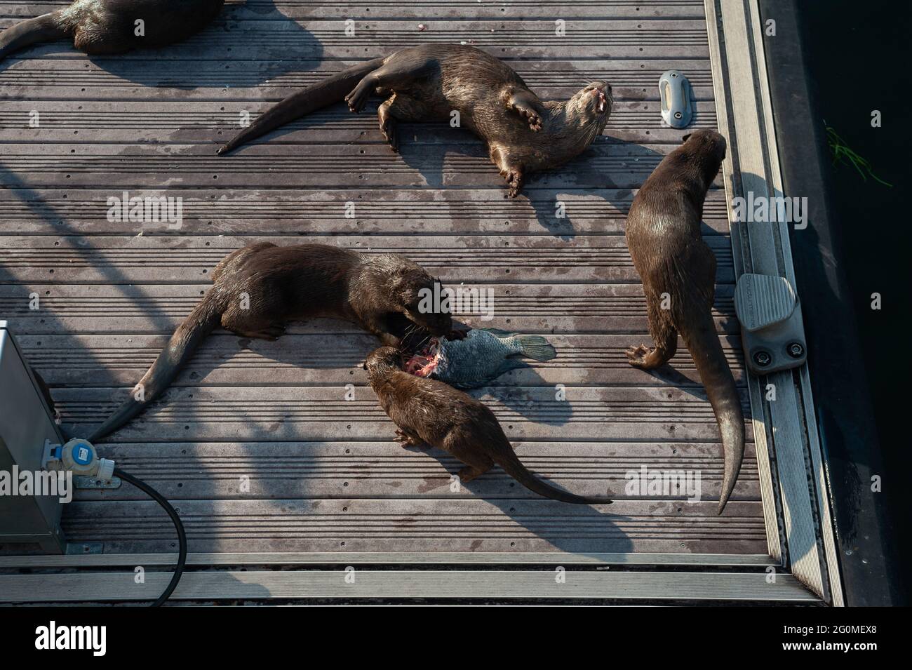 25.05.2021, Singapore, Republic of Singapore, Asia - Group of smooth-coated otters of the so-called Bishan Otter Family that resides around Marina Bay. Stock Photo