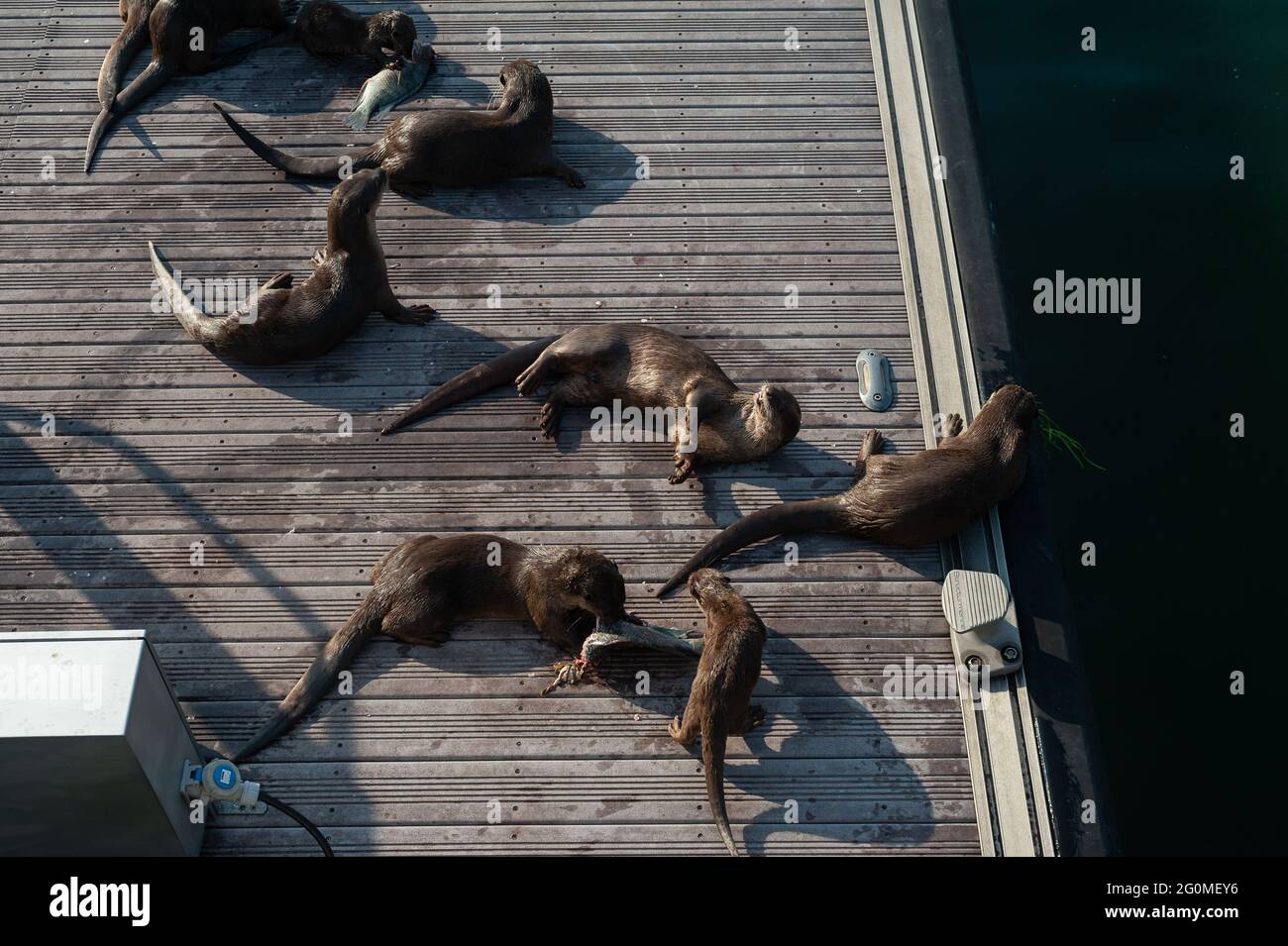 25.05.2021, Singapore, Republic of Singapore, Asia - Group of smooth-coated otters of the so-called Bishan Otter Family that resides around Marina Bay. Stock Photo