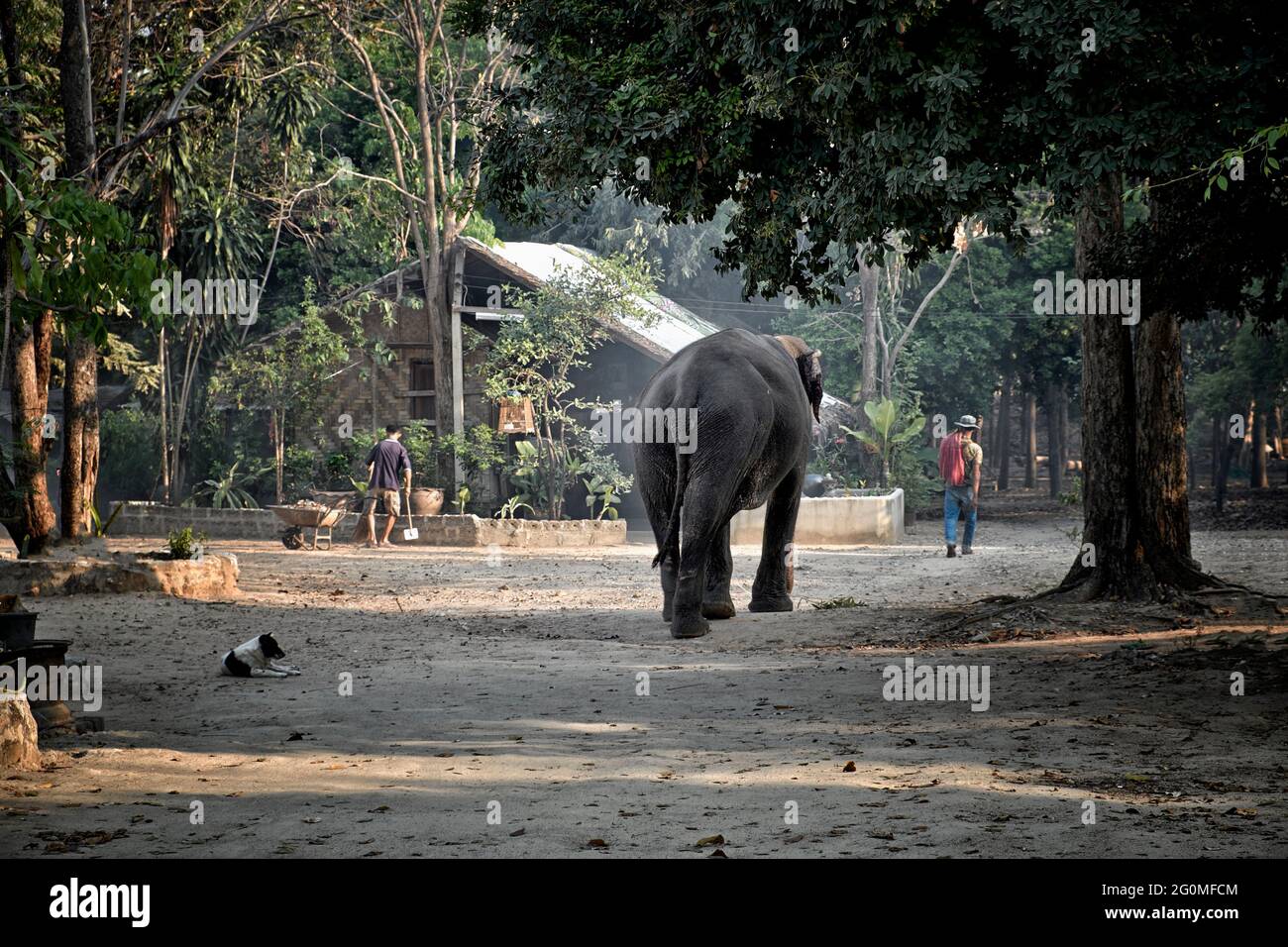 Elephant Thailand mahout. Rural Thailand village scene with elephant following mahout master. S. E. Asia Stock Photo