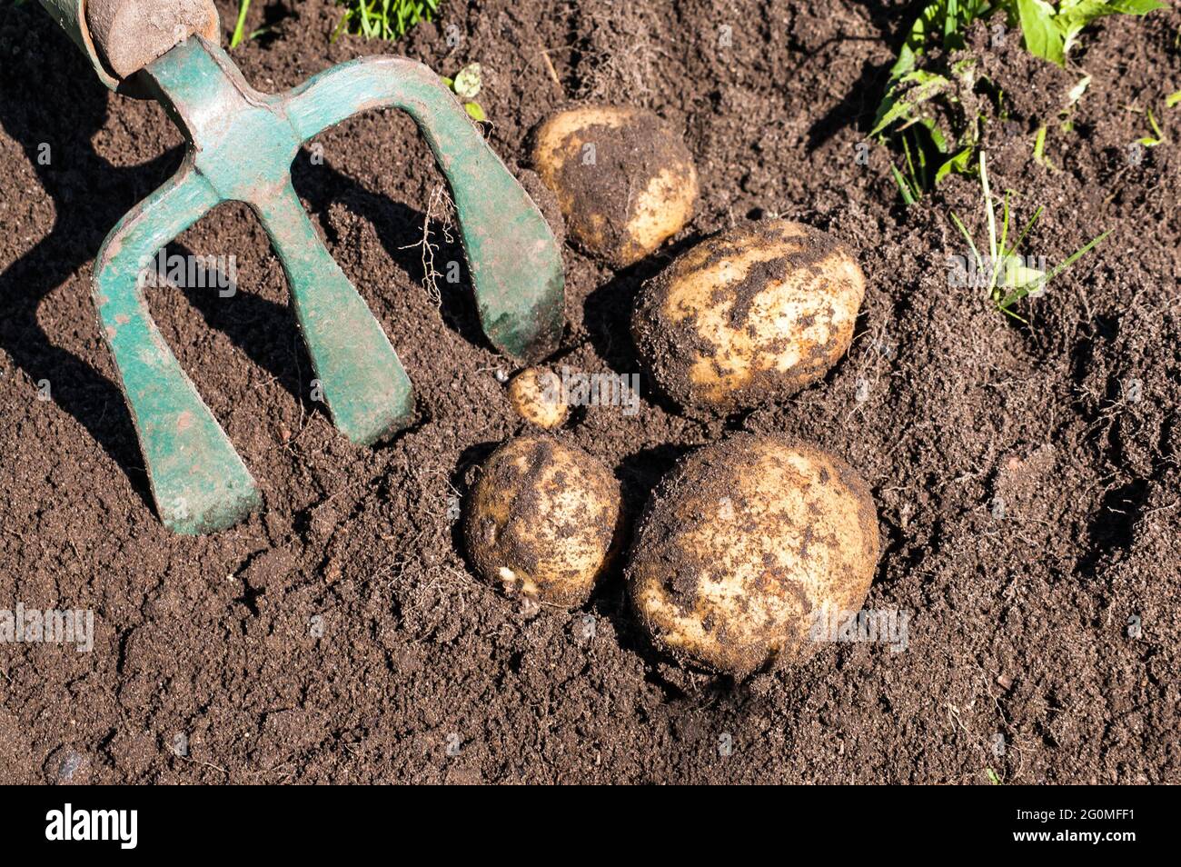 Potato harvesting fork online