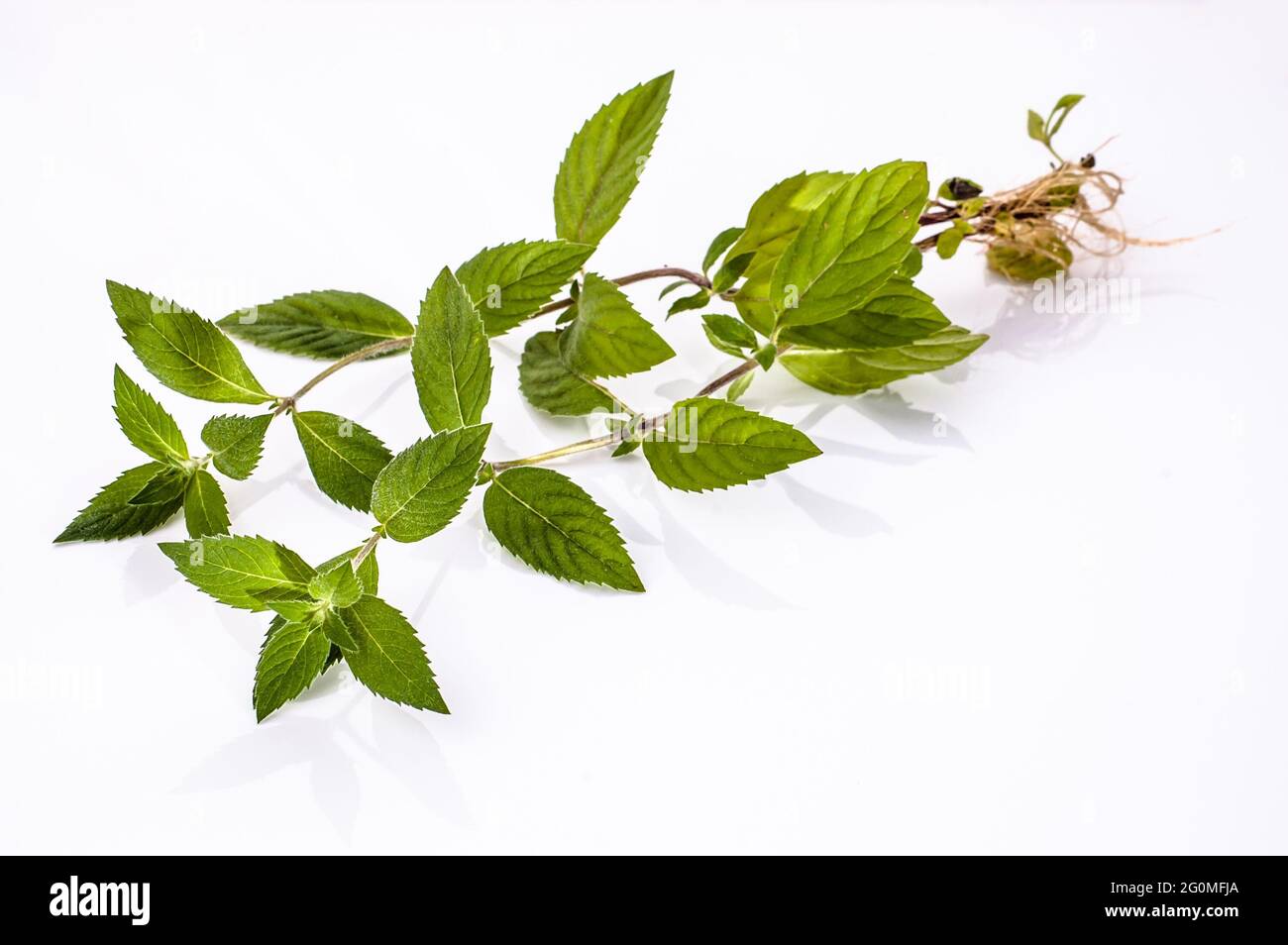 Fresh green mint herb with roots isolated on white background Stock