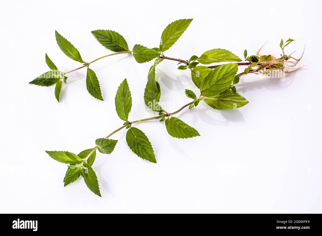 Fresh green mint herb with roots isolated on white background Stock