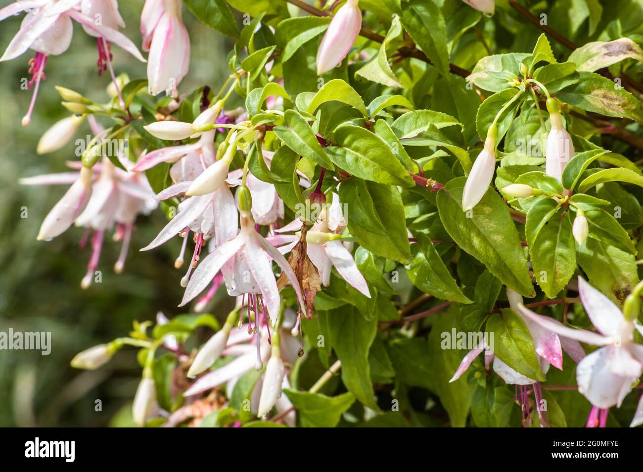 Fuchsia potted flowers, selective focus with blurred background. Stock Photo