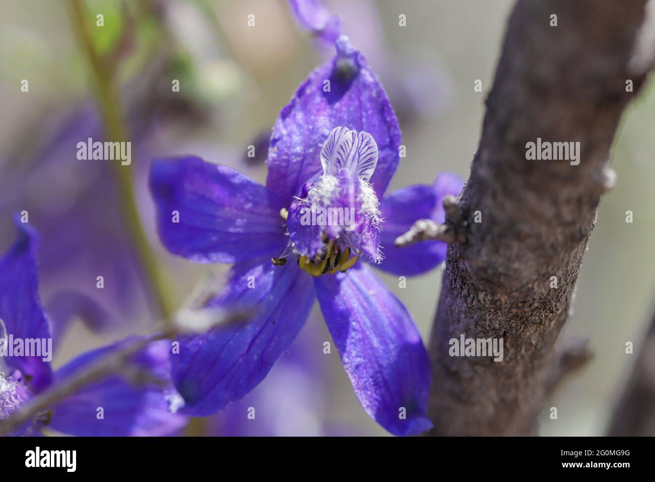 Closeup shot of a violet delphinium staphisagria flower Stock Photo