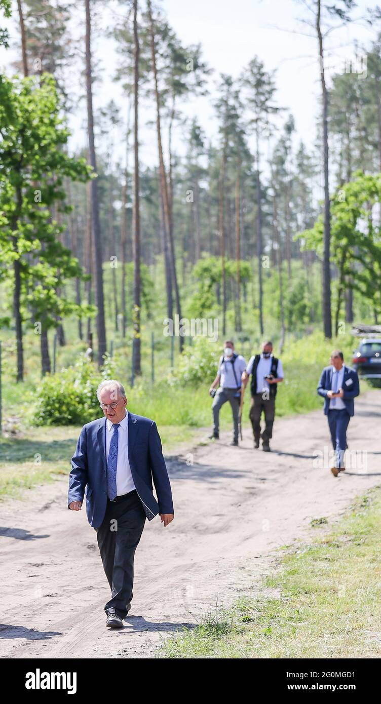 02 June 2021, Saxony-Anhalt, Oranienbaum-Wörlitz: Reiner Haseloff (CDU - l), Prime Minister of Saxony-Anhalt, walks through a heavily damaged forest area ahead of the second national forest summit. Germany's forests are in a worse state than they have been for decades. This is the result of the new forest condition report, which Klöckner presented at the forest summit. There is now to be a funding programme to reward forest owners for climate protection. Photo: Jan Woitas/dpa-Zentralbild/dpa Stock Photo