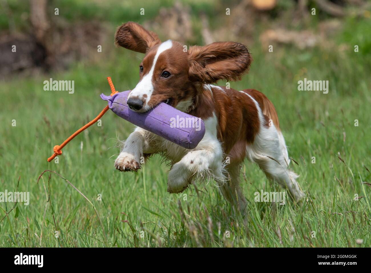 Welsh Springer Spaniel Puppy Training To Be A Gundog Stock Photo Alamy Welsh Springer Spaniel Puppy Training To Be A Gundog Stock Photo Alamy