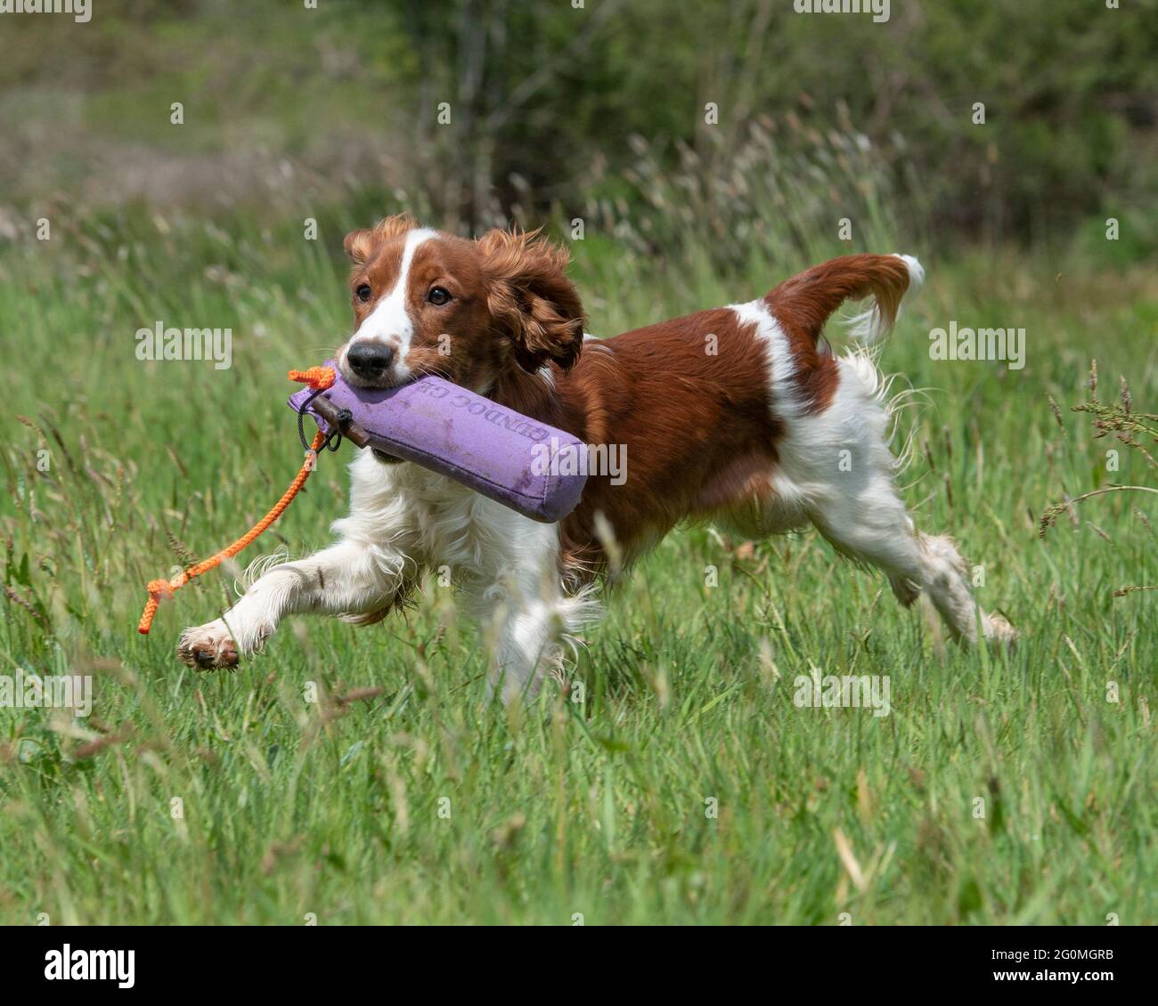 welsh springer spaniel puppy training to be a gundog Stock Photo