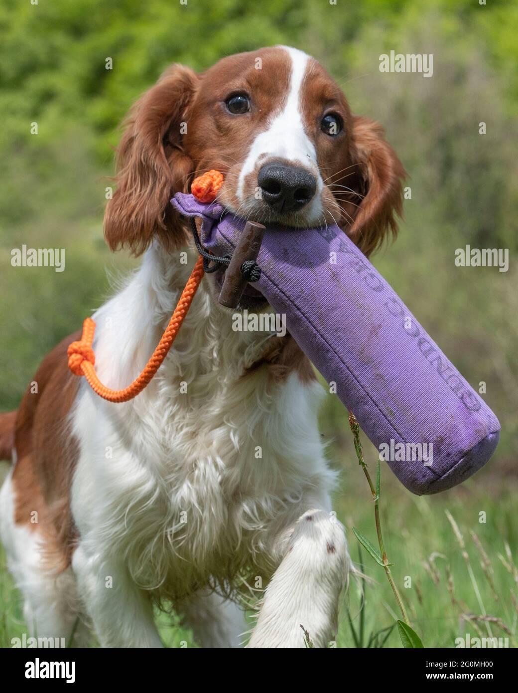 welsh springer spaniel puppy training to be a gundog Stock Photo