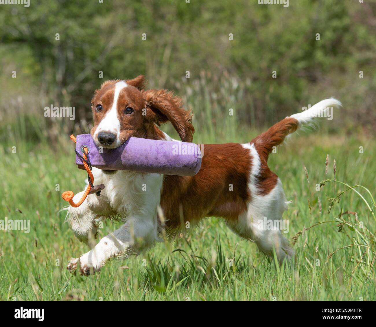 welsh springer spaniel puppy training to be a gundog Stock Photo Alamy