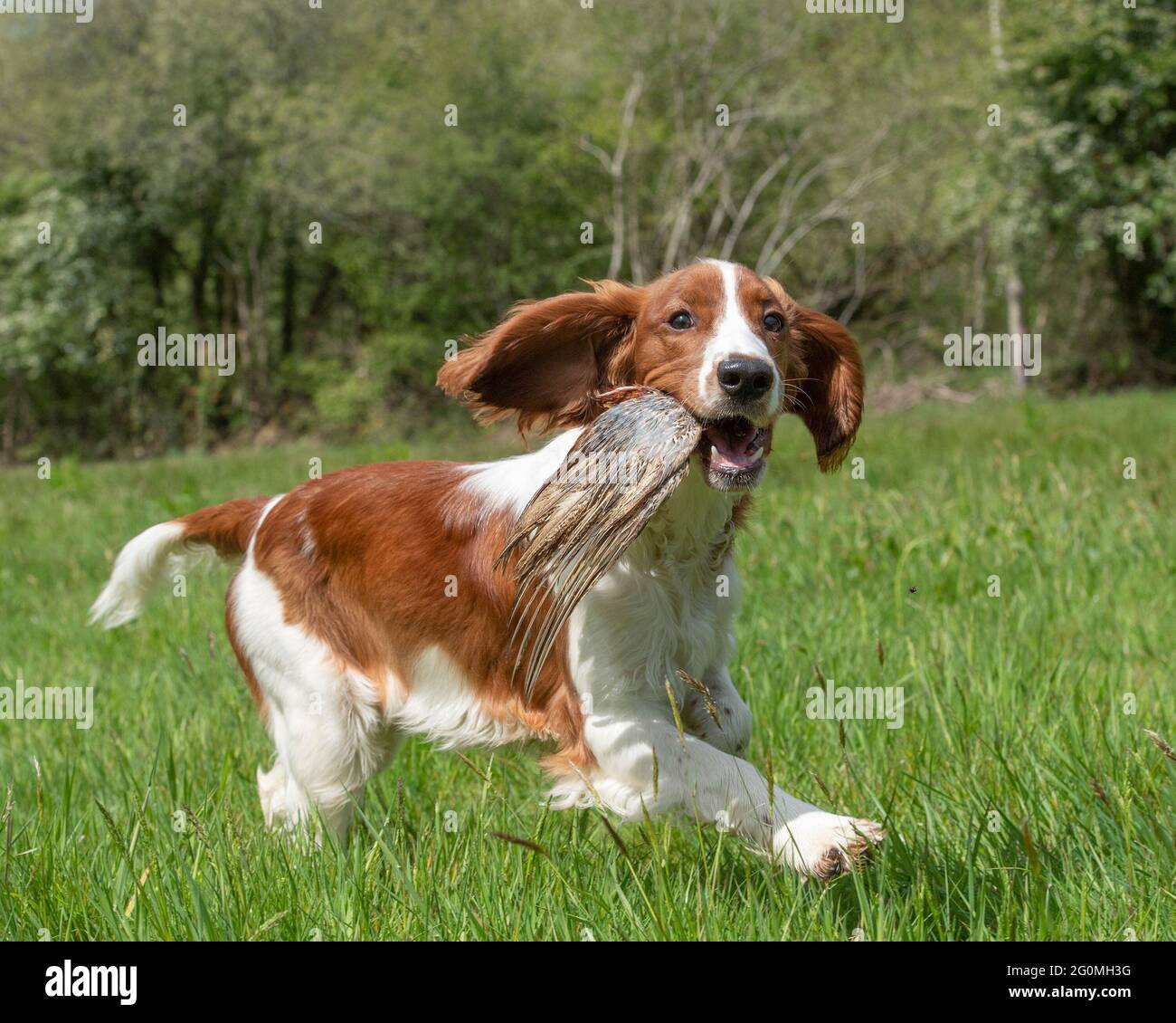 welsh springer spaniel puppy training to be a gundog Stock Photo