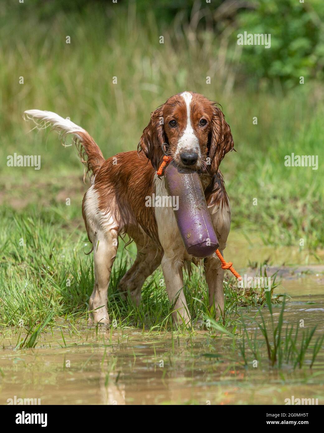 Welsh Springer Spaniel Puppy Training To Be A Gundog Stock Photo Alamy Welsh Springer Spaniel Puppy Training To Be A Gundog Stock Photo Alamy