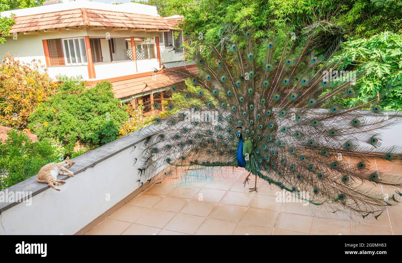 Auroville, India - October 2019: A peacock tries to seduce a small cat. Stock Photo