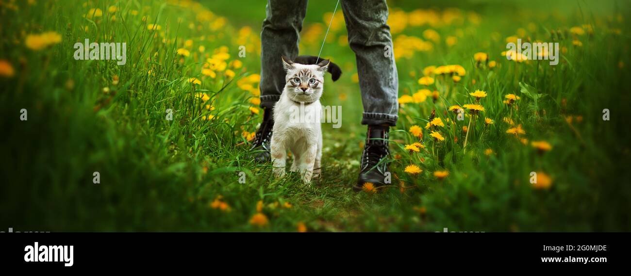 A cute Thai kitten walks on a leash with its owner in black clothes on a green meadow among yellow dandelion flowers on a summer day. Nature and a pet Stock Photo