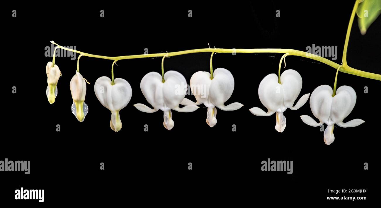 Dicentra or bleeding heart Stock Photo Alamy