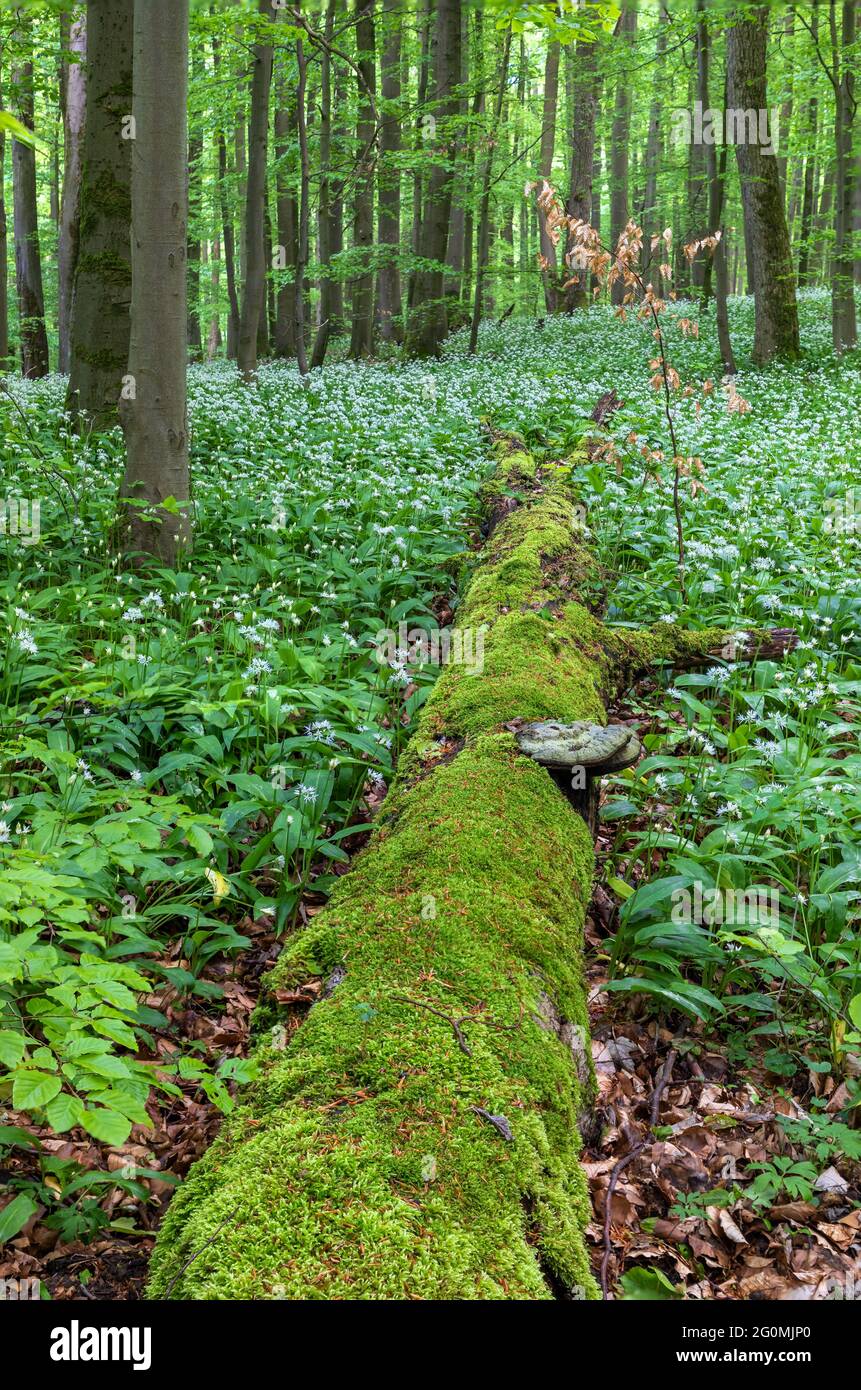 Wild garlic bloom in Hainich National Park, Thuringia, Germany Stock
