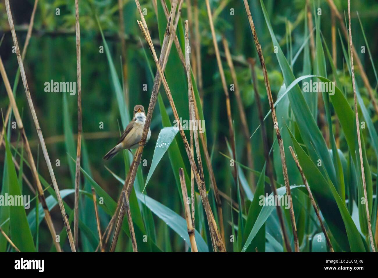 Songbird reed hires stock photography and images Alamy