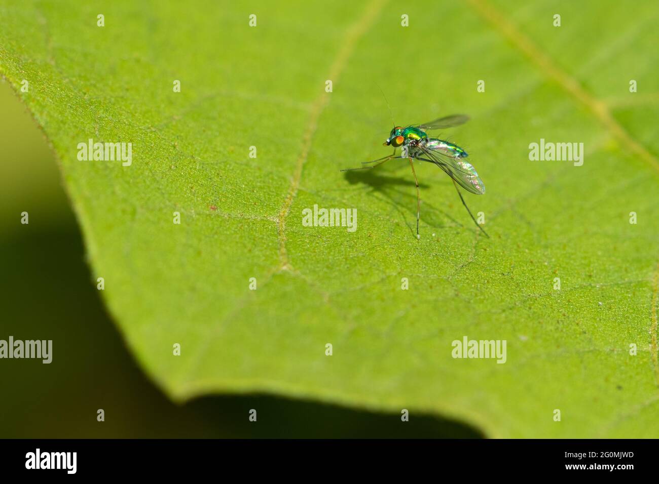 Selective focus image of a long legged fly siting on a green leaf Stock Photo