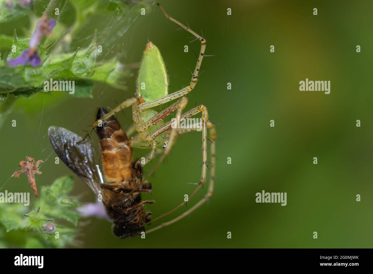 A green spider capturing a brown insect with wings entangled in its web