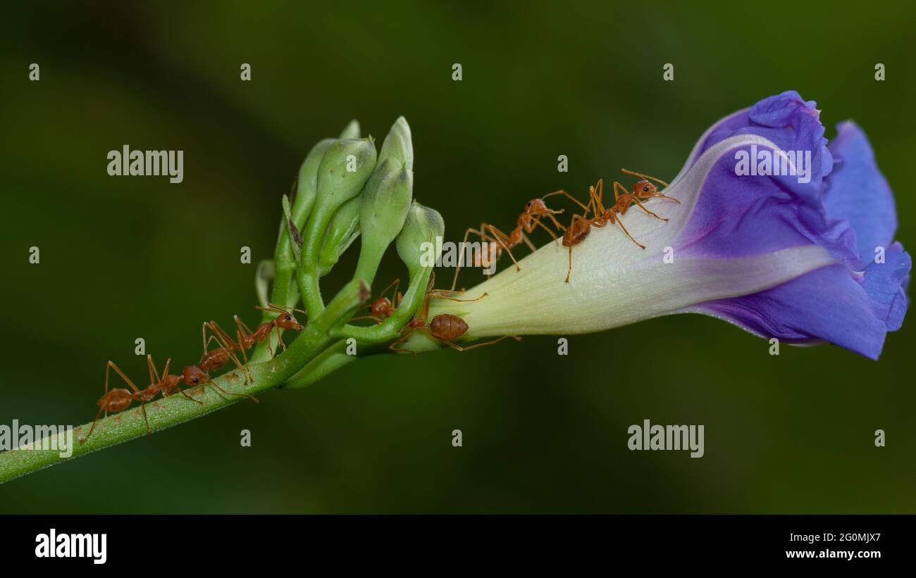 Macro image of many red ants on a stem with purple flower Stock Photo
