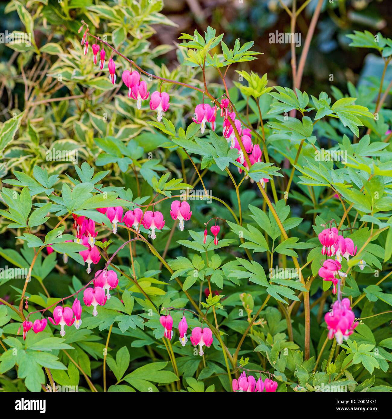 Dicentra or bleeding heart Stock Photo Alamy