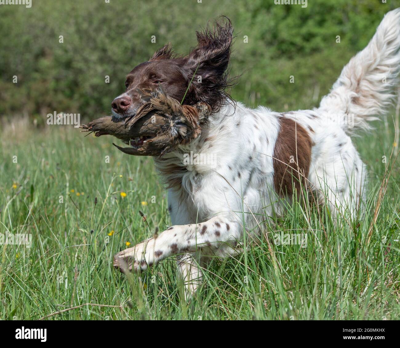 german Longhaired Pointer dog Stock Photo