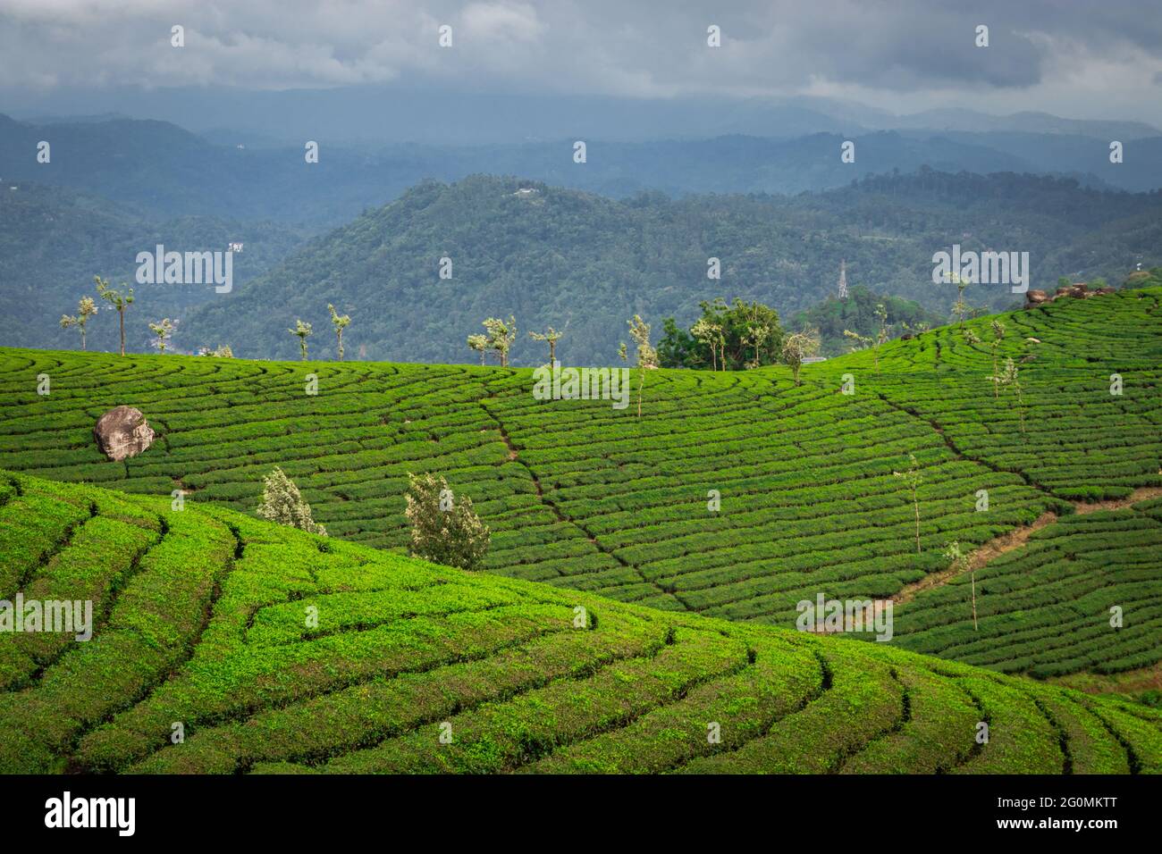 Tea gardens in the foothills of western ghat image take at India. The landscape is amazing with Green tea plantations in rows. Stock Photo