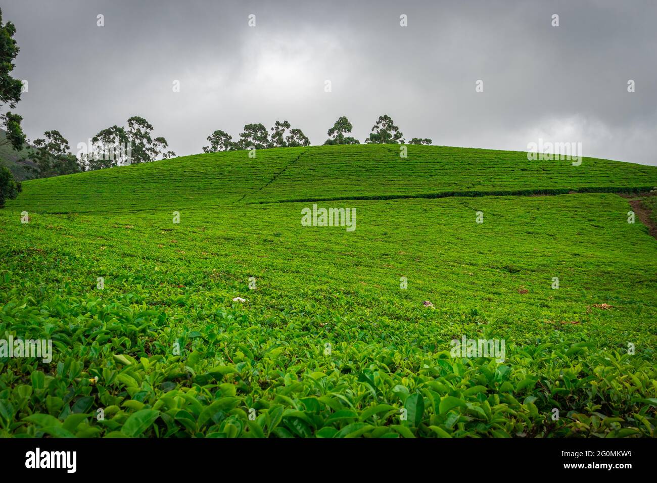 Tea gardens in the foothills of western ghat image take at India. The landscape is amazing with Green tea plantations in rows. Stock Photo