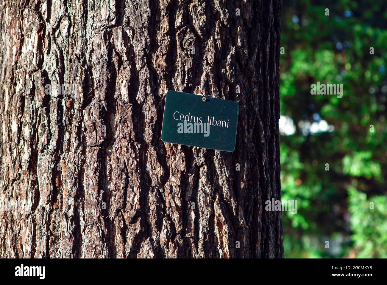 Cedrus Libani Tree Bark . Cedar of Lebanon Pine Tree . Information plate on the tree Stock Photo