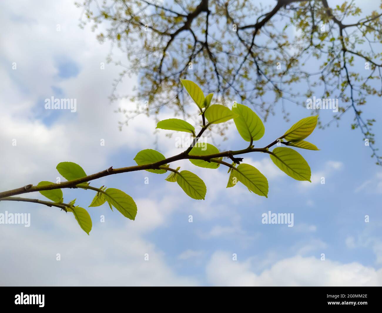 Closeup shot of a tree branch with young leaves and the sky in the ...
