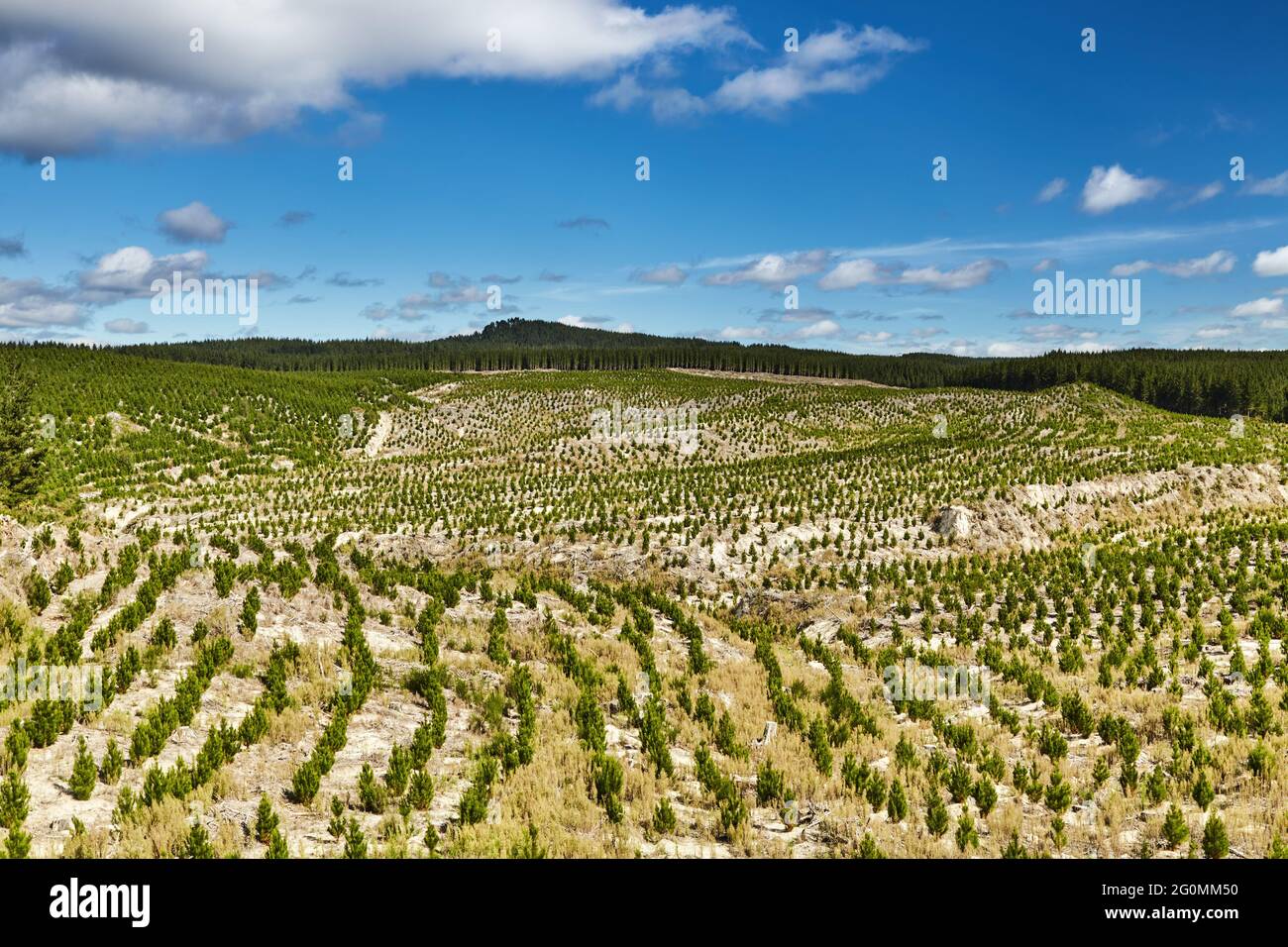 Forest plantation with new seedlings, forestry in New Zealand Stock Photo