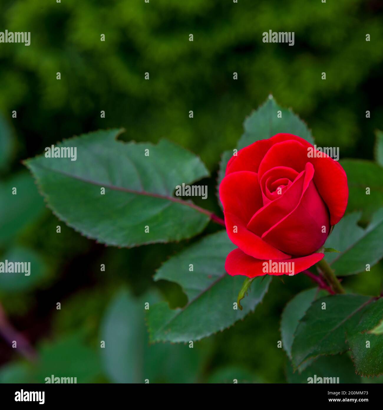 A red rose bloom with a green garden background Stock Photo - Alamy