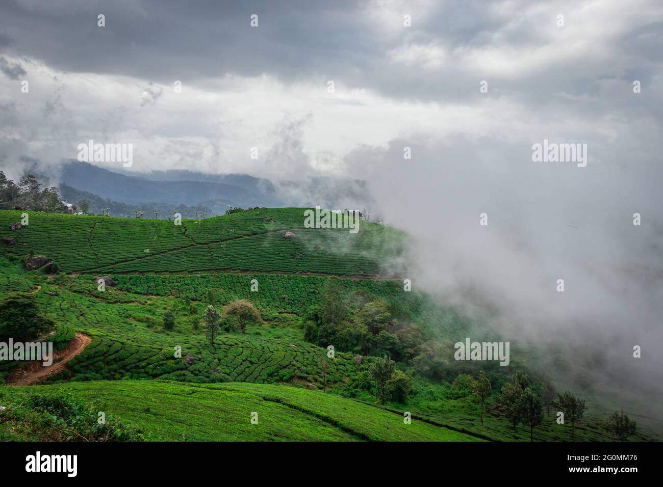 Tea gardens with misty mountains of western ghat image take at India. The landscape is amazing with Green tea plantations in rows. Stock Photo