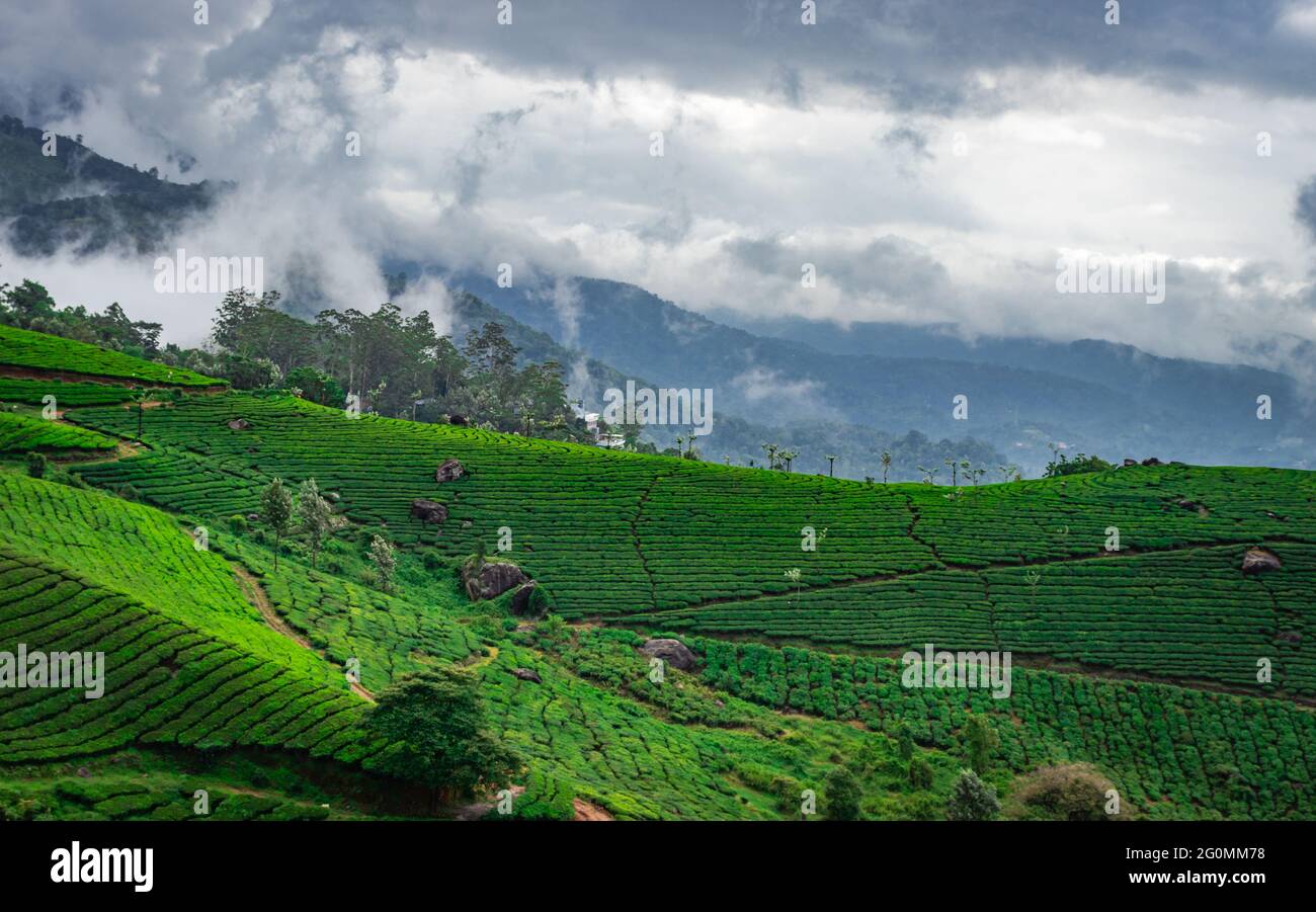 Tea gardens with misty mountains of western ghat image take at India. The landscape is amazing with Green tea plantations in rows. Stock Photo