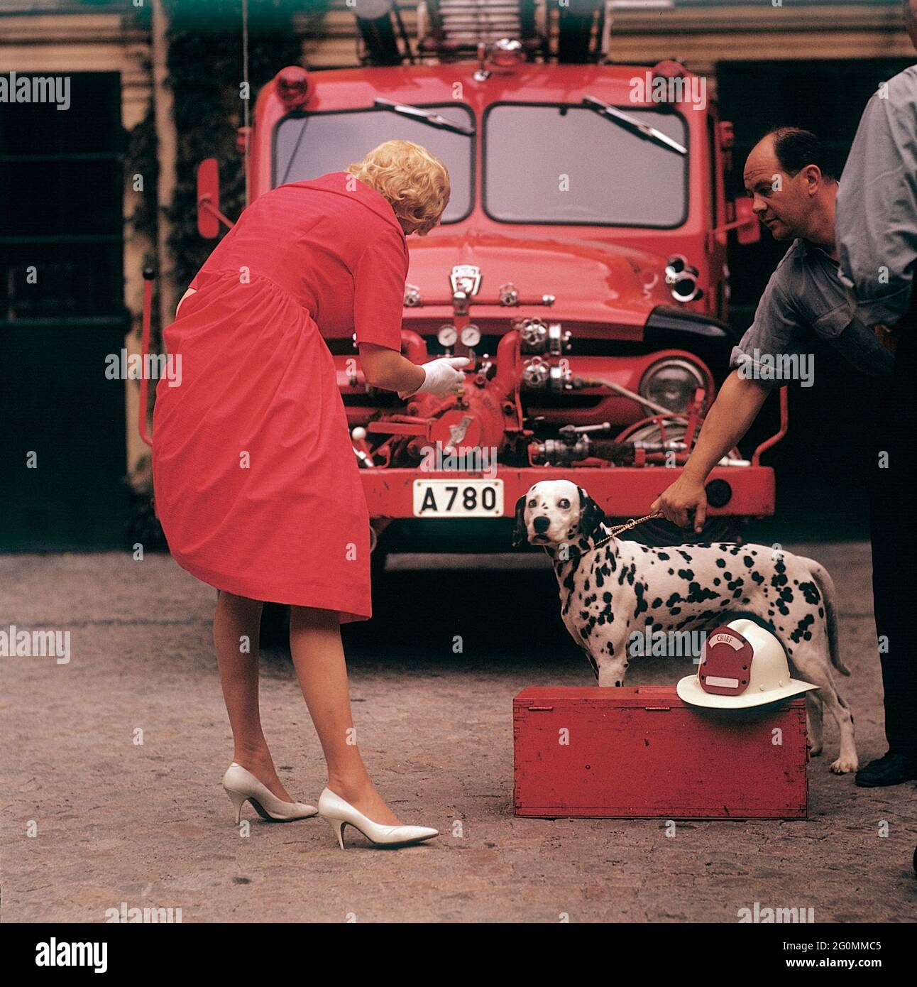 Fashionable in the 1950s. A young woman in a red dress, white gloves and white shoes in front of a Ford firetruck together with a dalmatian dog with an american fire chief helmet. The dalmatier is traditionally a mascot of the fire brigade. Preparations are made prior a fashion photo shoot. Sweden 1958 ref CV68-9 Stock Photo