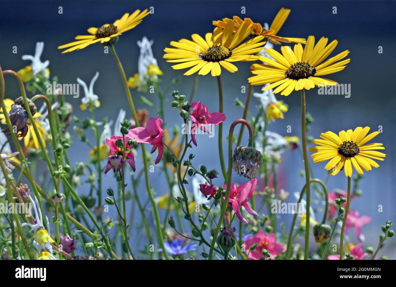 A tangled jumble of sunlit flowers featuring African Daisy-type golden yellow flowers (Arctotis) with a dark centre and tiny pink aquiegia type flower Stock Photo