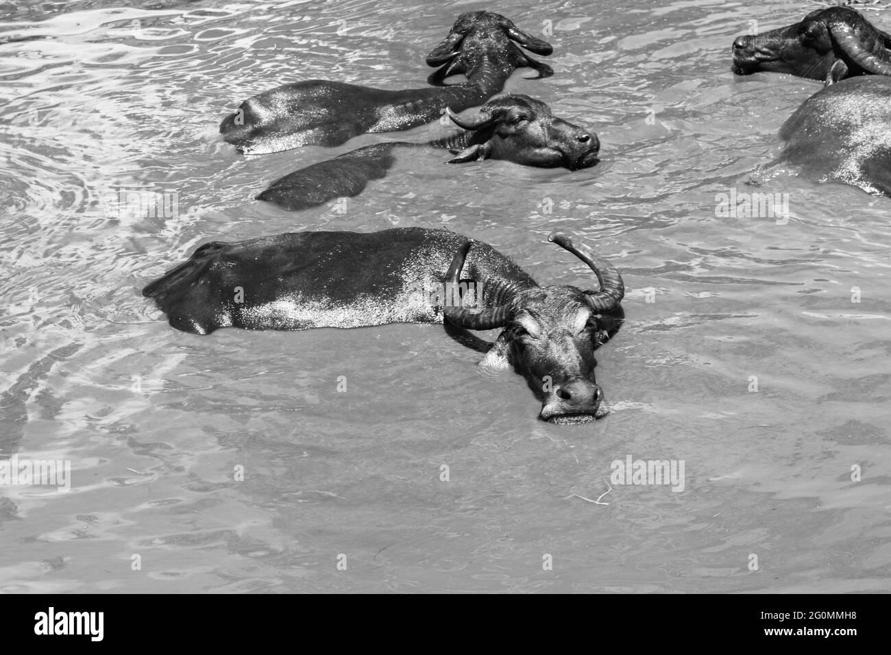 Grayscale shot of buffalo swimming in a lake Stock Photo