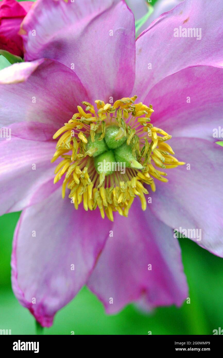 Peony (Paeonia) Norwegian Blush.  A close-up image showing the carpels and stamen of this species of peony flower. Stock Photo