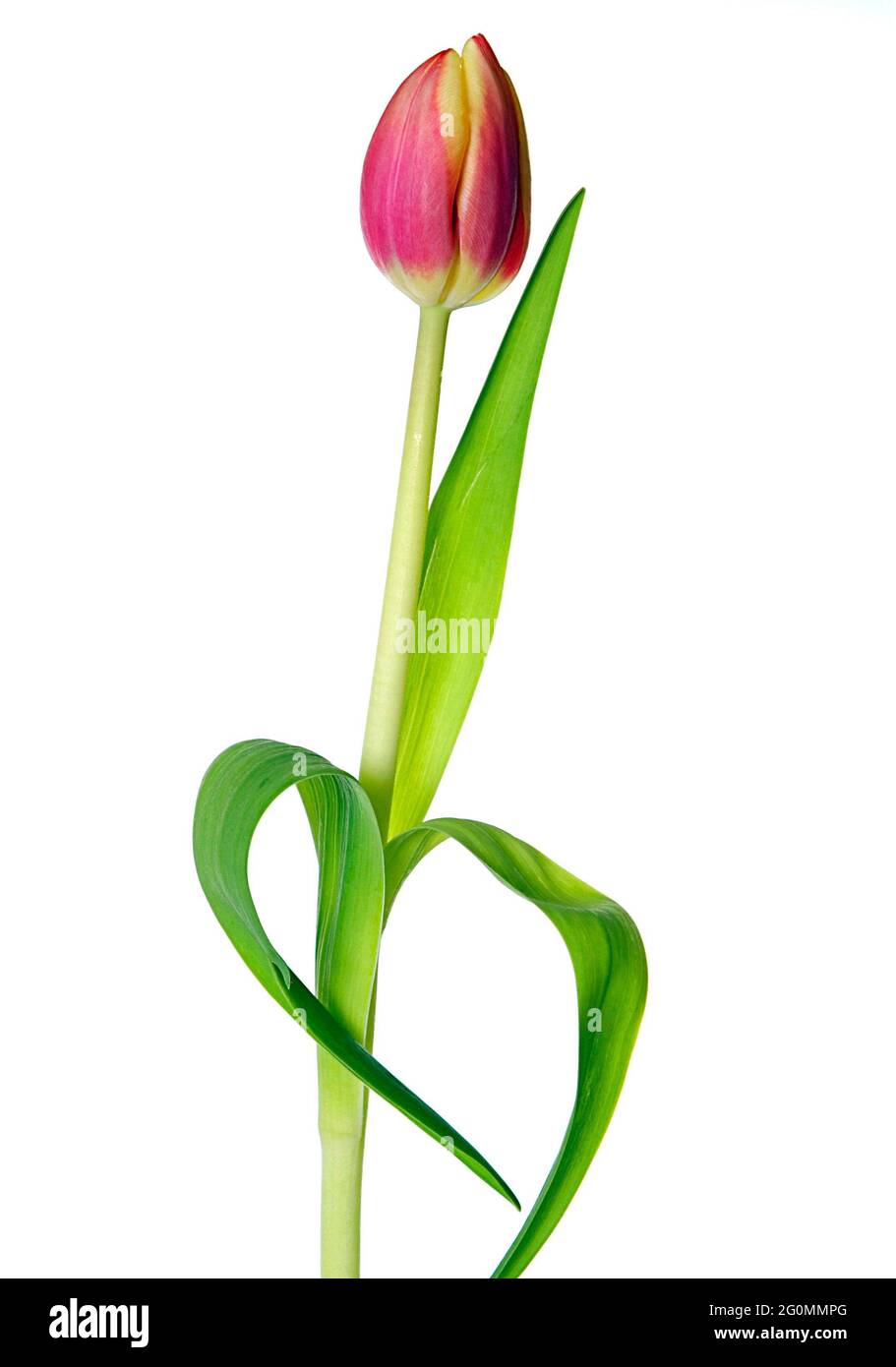 A high-key studio image (white background) of a full-length pink and yellow tulip (closed cup).  Also showing stem and leaves Stock Photo