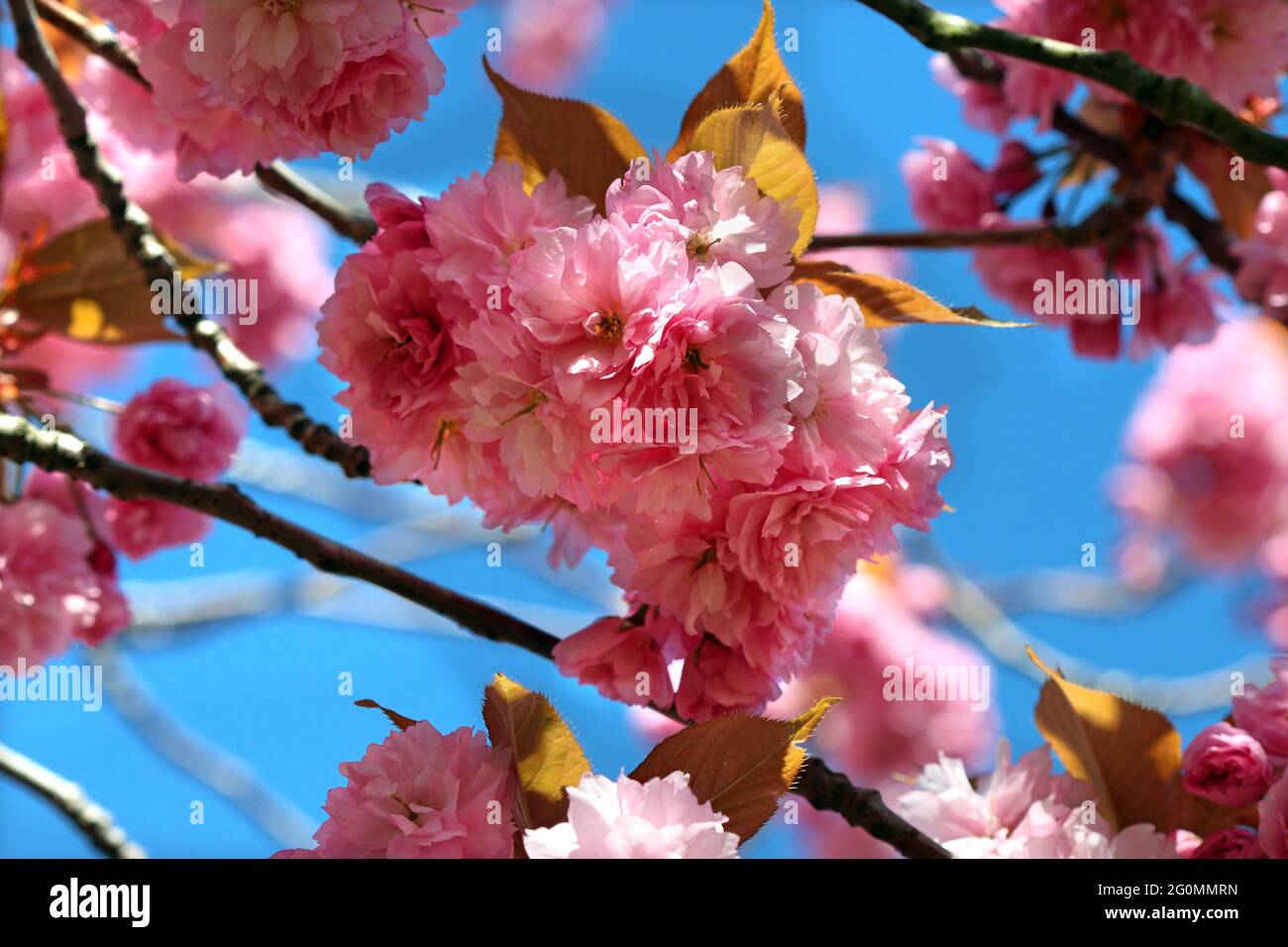 Kanzan cherry blossom topped by bronze foliage seen against bright blue sky.  English garden, April Stock Photo