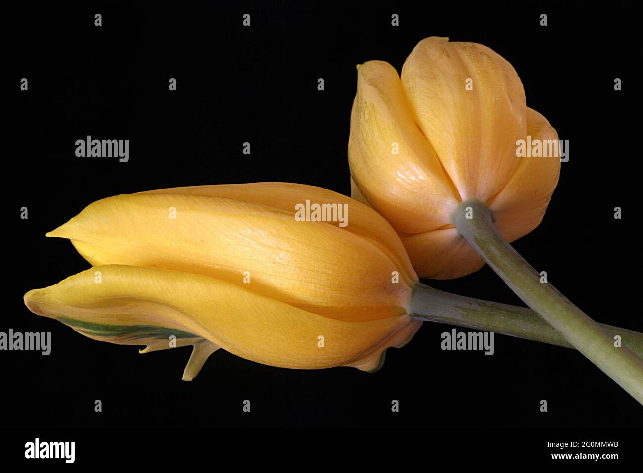 A studio image of two Triumph Strong Gold yellow tulips with stems intertwined against a black background.  Studio image. Stock Photo