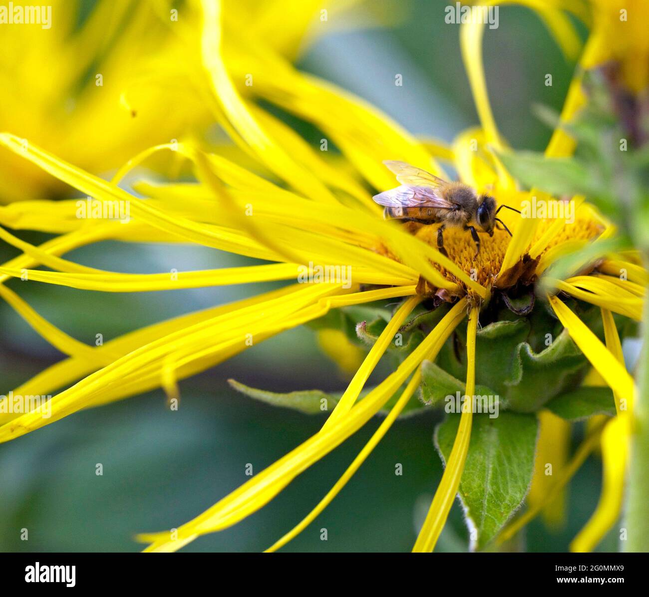 A honey bee gathering nectar from Inula Helenium (elecampane), a raggedy yellow daisy-like wildflower, also bearing a resemblance to a sunflower Stock Photo