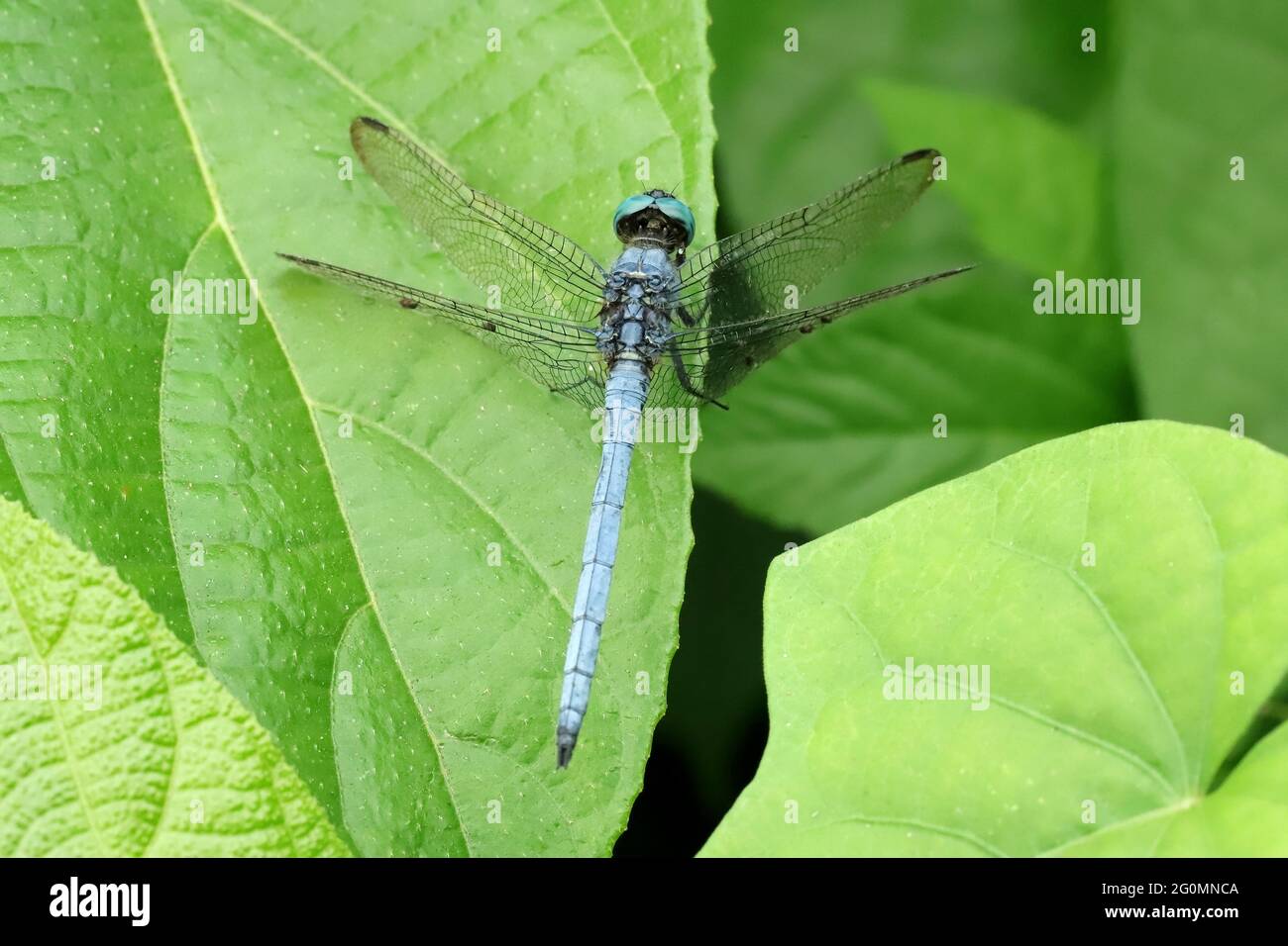 Male Blue Marsh Hawk Dragonfly-Orthetrum Glaucum, Sindhudurg, Maharashtra, India Stock Photo