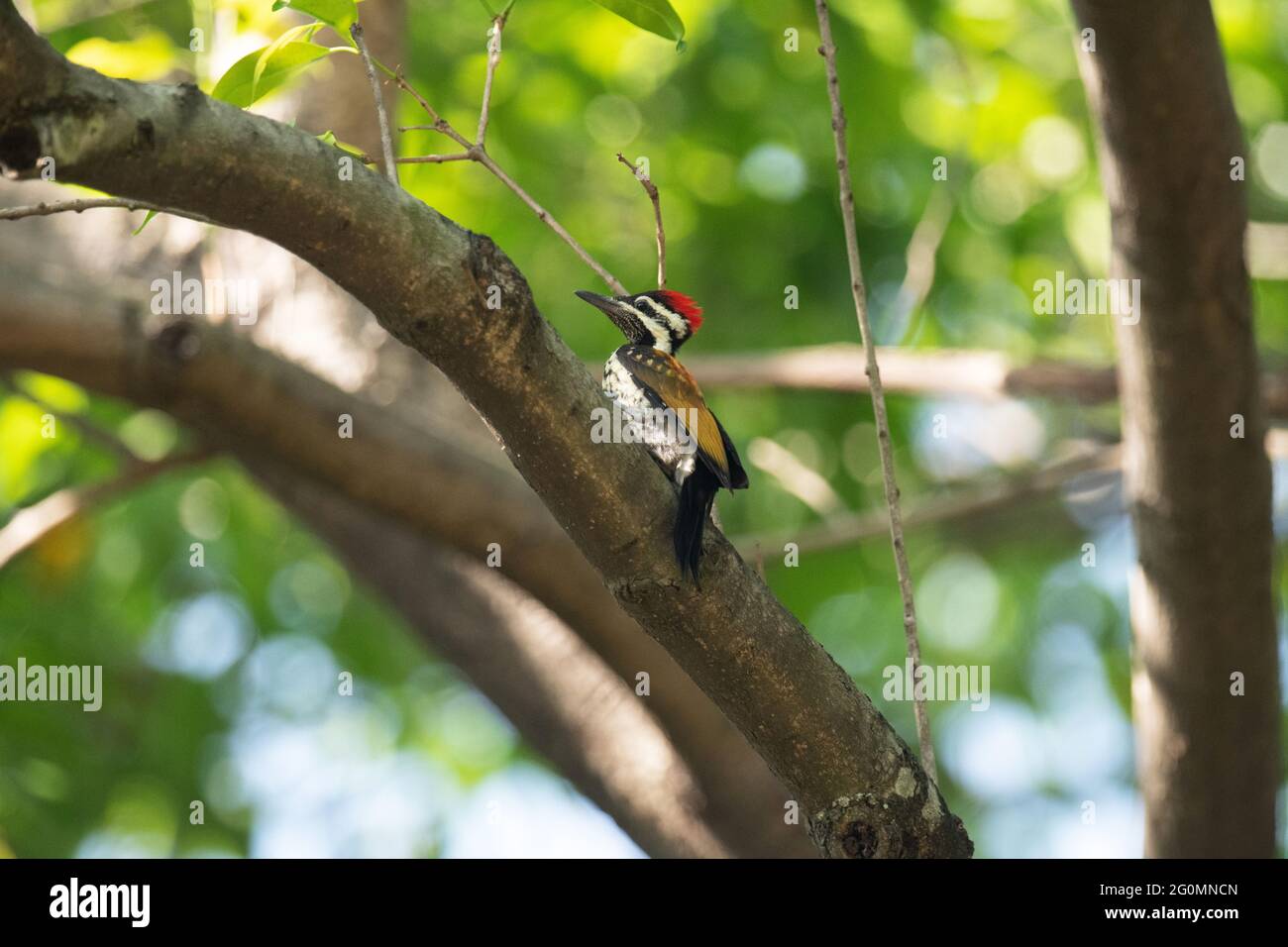 Common Flameback Woodpecker, Dinopium javanense, Topchachi Wildlife Sanctuary, Jharkhand, India Stock Photo